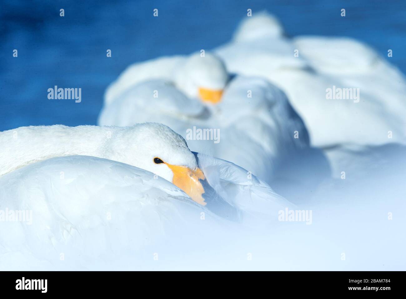 Particolare di Swans Whooper (Cygnus cygnus) nel lago di Kussharo. La bellezza naturale unica di Hokkaido, Giappone, primo piano ritratto di uccelli, avventuroso birdwatching Foto Stock