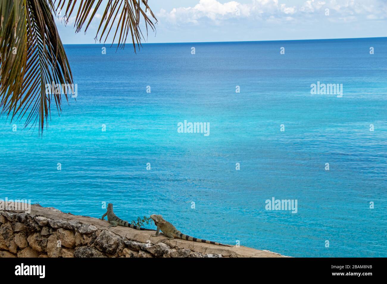 Iguane su un muro di Curacao con il mare nel paradiso dello sfondo Foto Stock