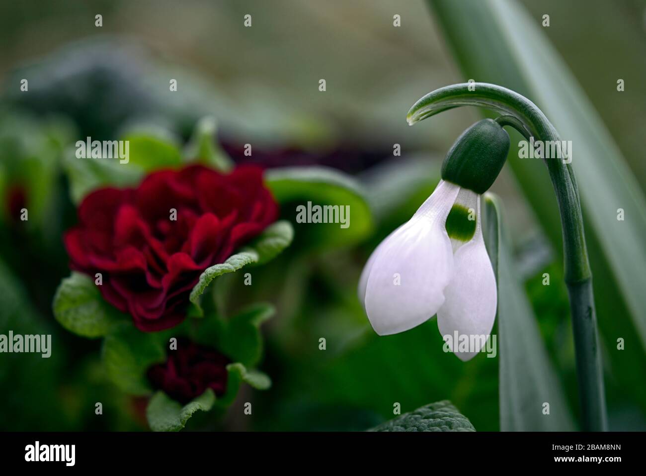 galanthus elwesii, snowdrop, doppio rosso primula, fiori bianchi rossi, fiore, fioritura, primavera giardino, giardini, RM Floral Foto Stock