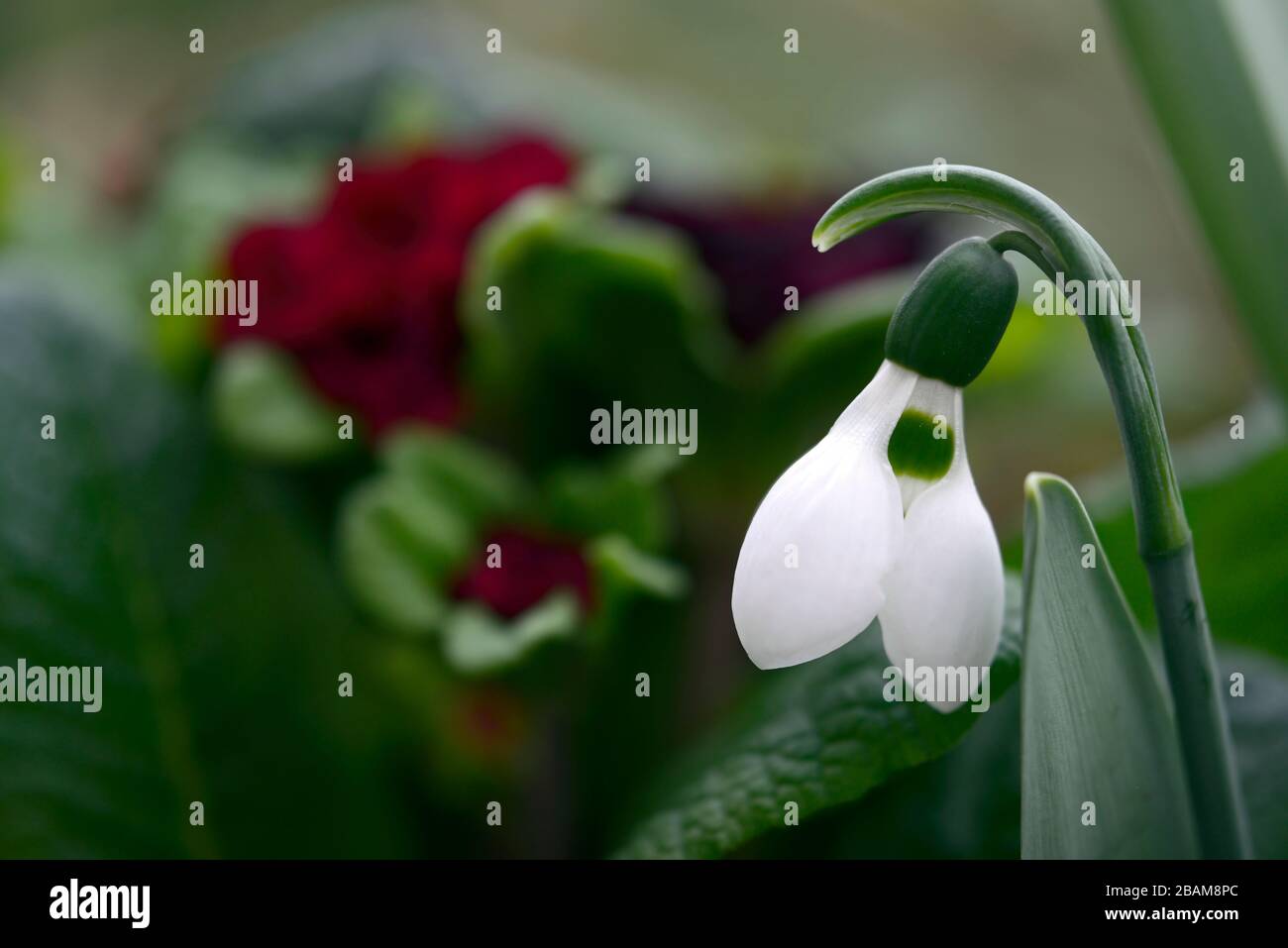 galanthus elwesii, snowdrop, doppio rosso primula, fiori bianchi rossi, fiore, fioritura, primavera giardino, giardini, RM Floral Foto Stock