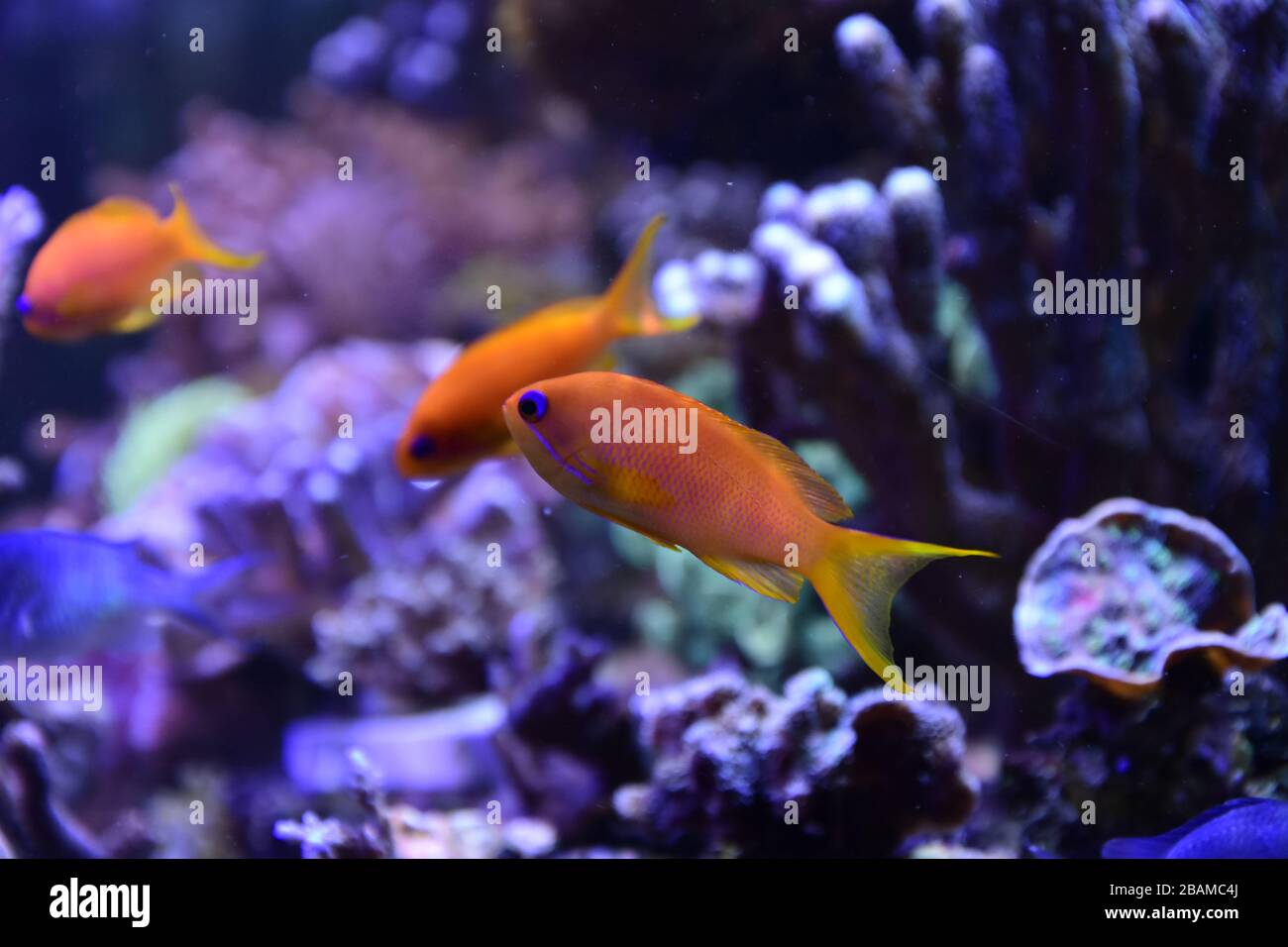 Sea goldie, Pseudanthias squamipinnis, conosciuto anche come corallano al dettaglio, anthias al lyretail e anthias al cuoio capelluto Foto Stock