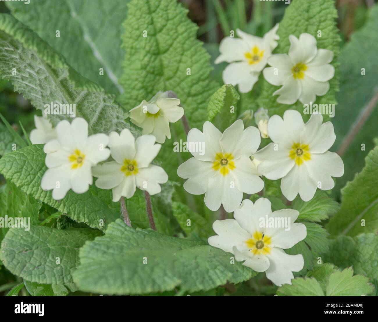 Fiori giallo zolfo di Primrose primaverile / Primula vulgaris. Primrose selvatiche, primrose selvatiche, piante medicinali nel Regno Unito, fiori stagionali Foto Stock