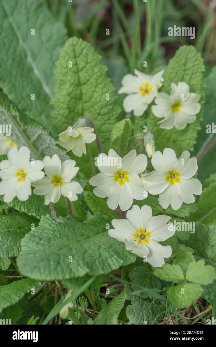 Fiori giallo zolfo di Primrose primaverile / Primula vulgaris. Primrose selvatiche, primrose selvatiche, piante medicinali nel Regno Unito, fiori stagionali Foto Stock