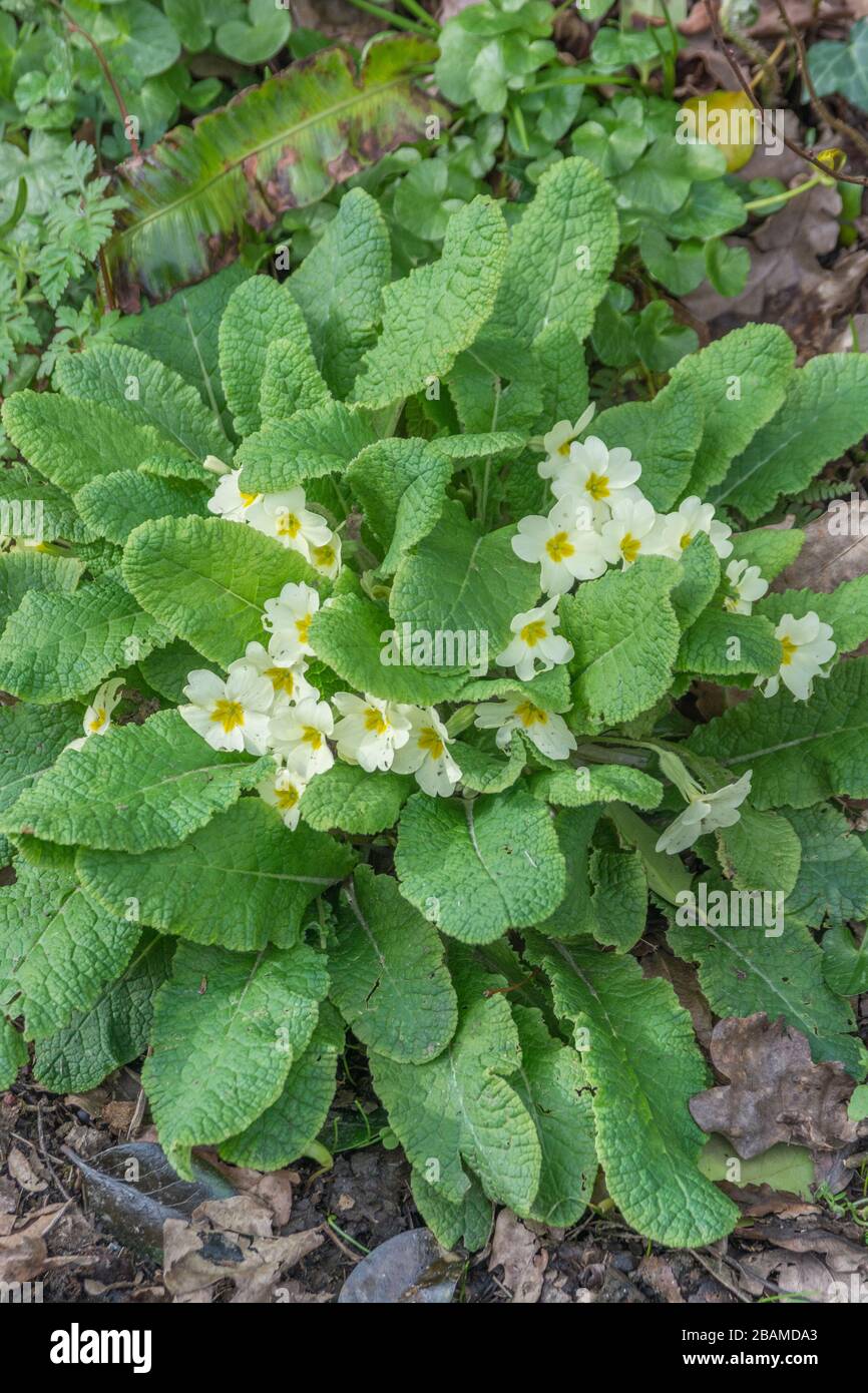 Fiori giallo zolfo di Primrose primaverile / Primula vulgaris. Primrose selvatiche, primrose selvatiche, piante medicinali nel Regno Unito, fiori stagionali Foto Stock