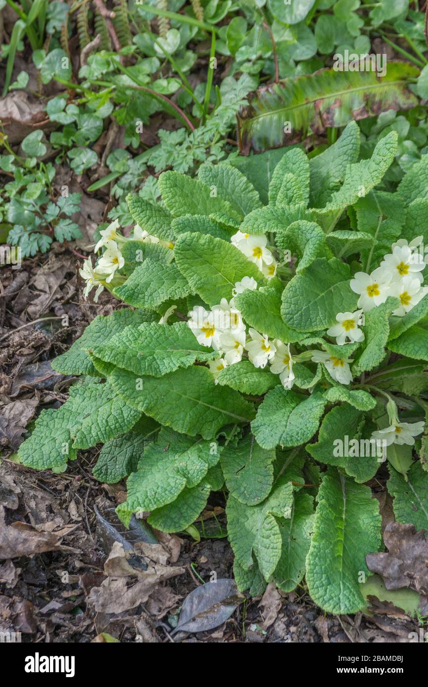 Fiori giallo zolfo di Primrose primaverile / Primula vulgaris. Primrose selvatiche, primrose selvatiche, piante medicinali nel Regno Unito, fiori stagionali Foto Stock