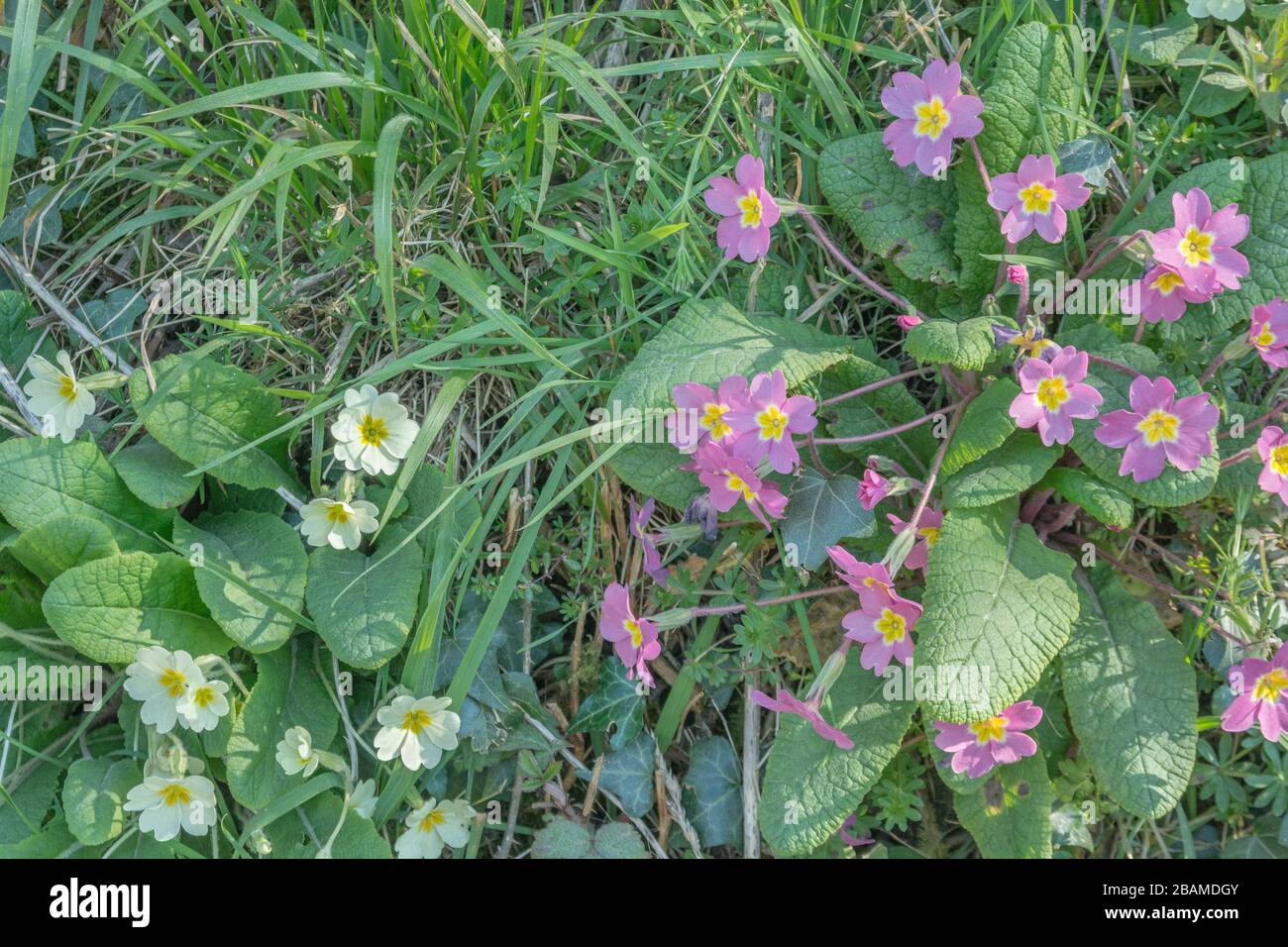 Fiori gialli e rosa di Primrose / Primula vulgaris in hedgerow al sole. La varietà di Primrose rosa può essere un ibrido naturale ma potrebbe essere un culitvar Foto Stock