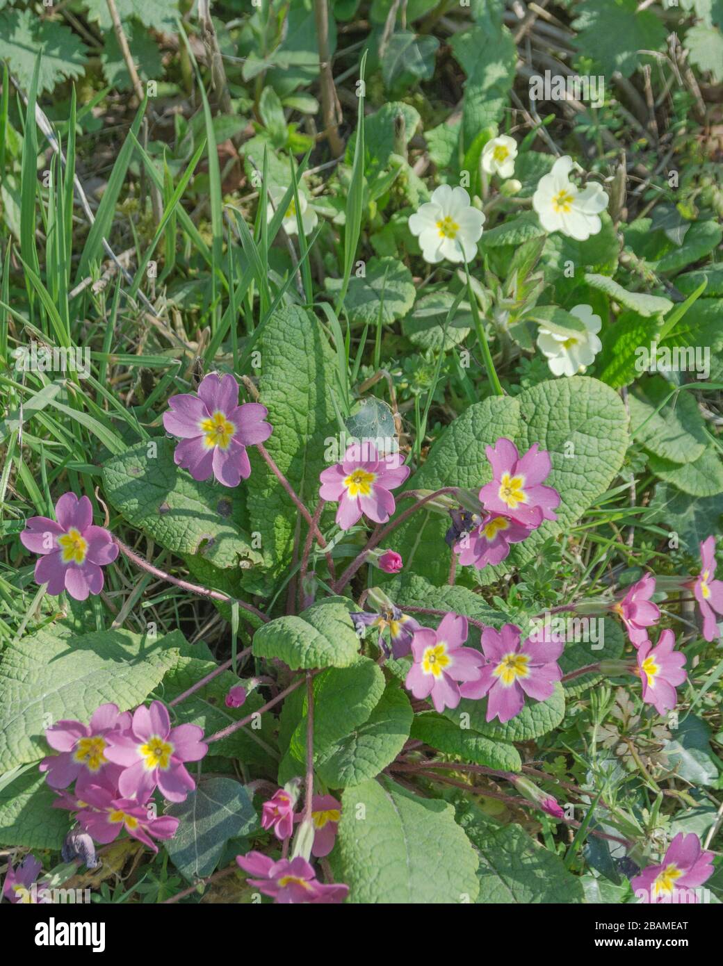 Fiori gialli e rosa di Primrose / Primula vulgaris in hedgerow al sole. La varietà di Primrose rosa può essere un ibrido naturale ma potrebbe essere un culitvar Foto Stock