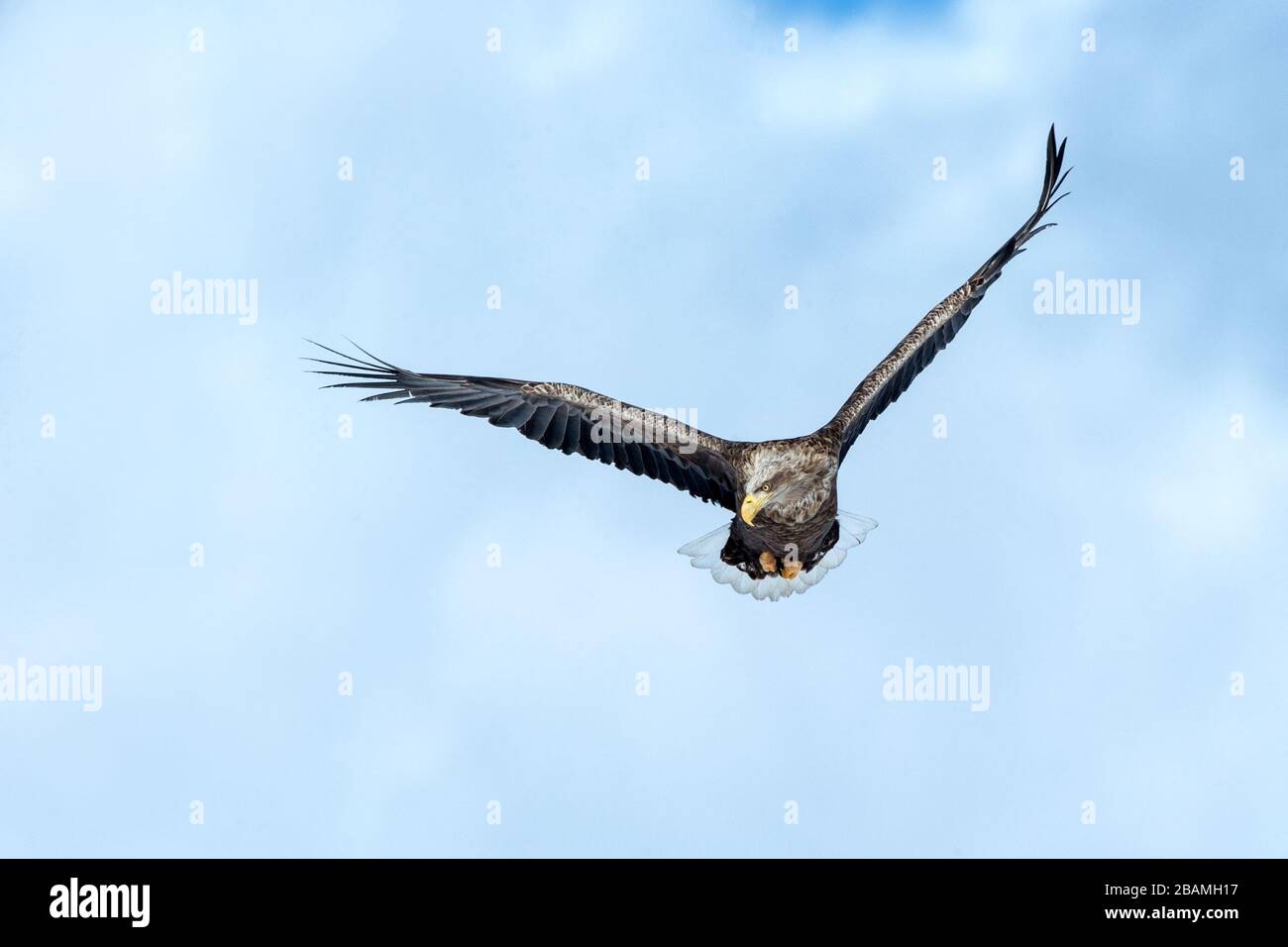 Aquila dalla coda bianca in volo, aquila che vola contro il cielo blu con le nuvole a Hokkaido, Giappone, silhouette di aquila all'alba, maestosa aquila di mare, wallpa Foto Stock