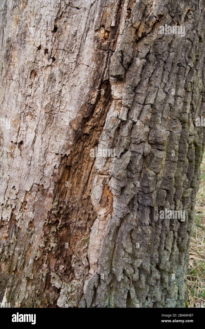 vecchio tronco di quercia marciume primo piano Foto Stock