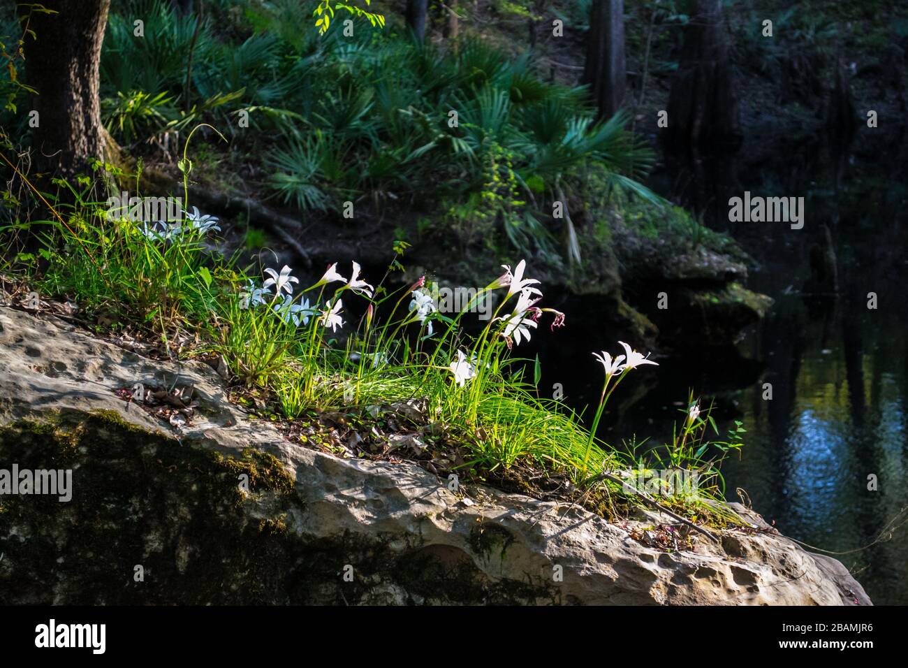 Fiori di giglio di Pasqua che crescono da una roccia vicino a una sorgente della Florida. Foto Stock