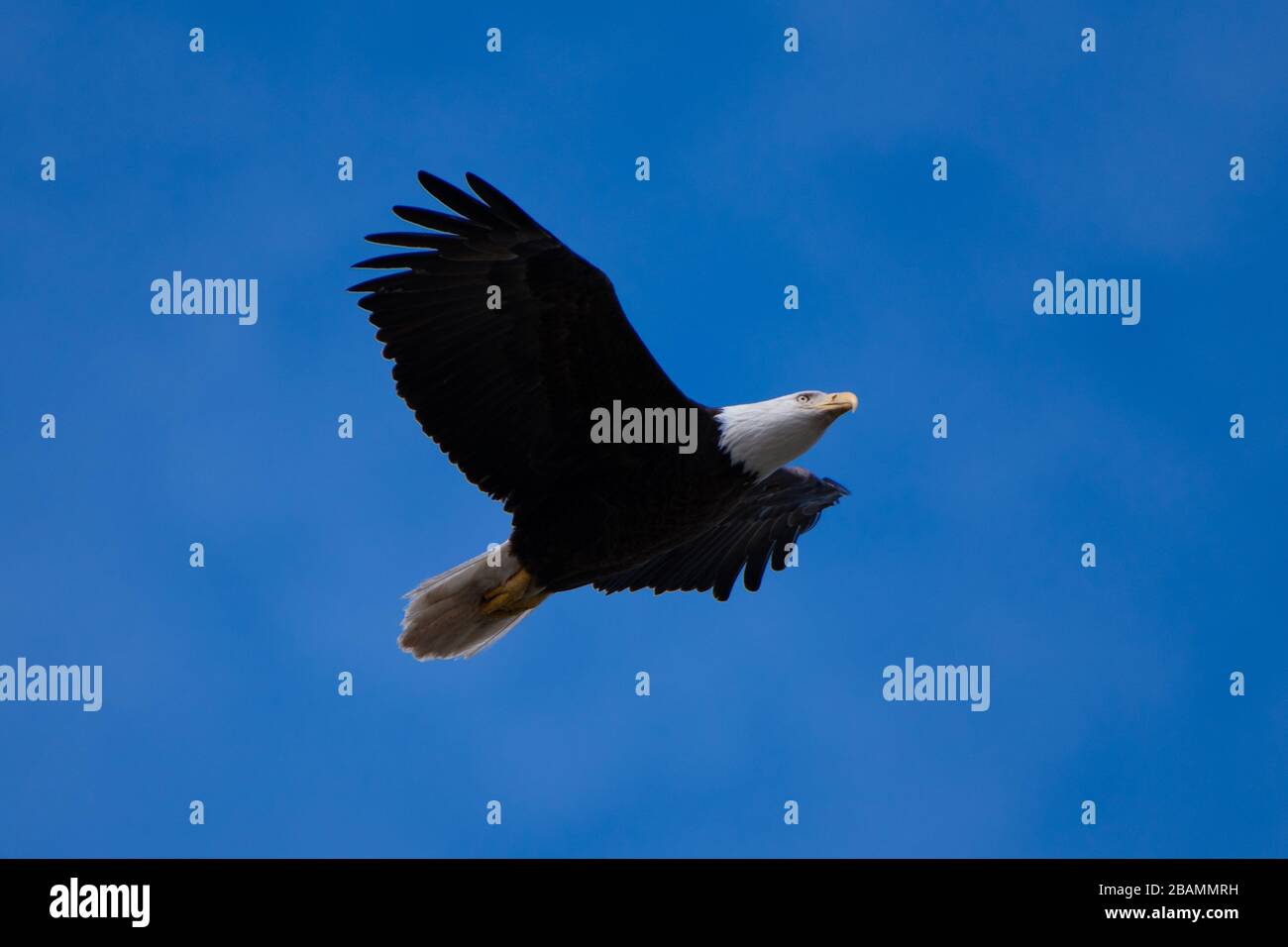 Aquila calva in volo Foto Stock