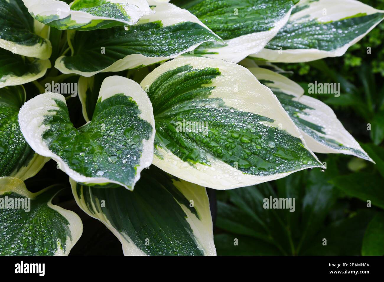 Le foglie variegate verdi e bianche di una pianta Hosta 'Patriot' Foto Stock