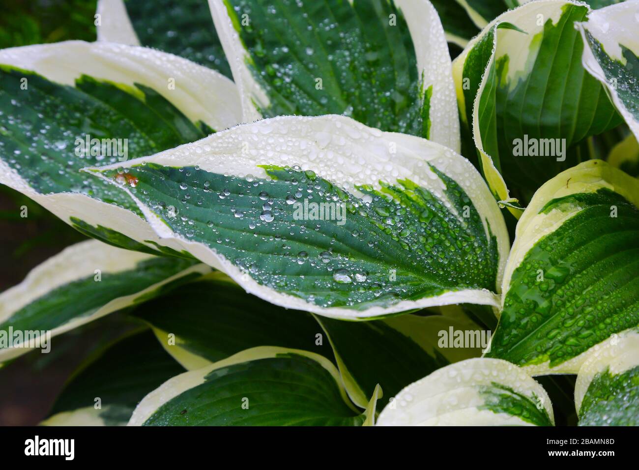 Le foglie variegate verdi e bianche di una pianta Hosta 'Patriot' Foto Stock