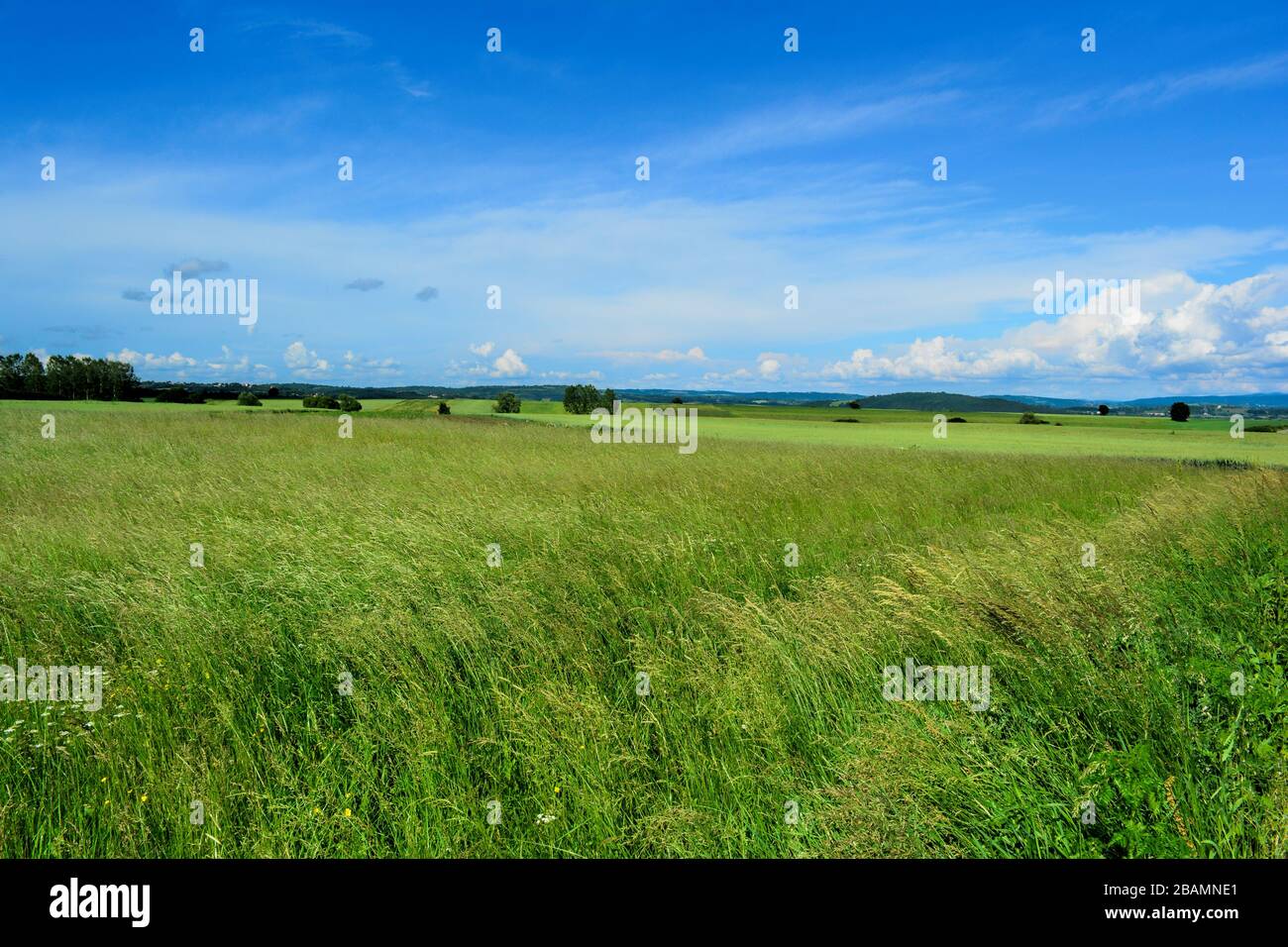 Prato con erba verde alta, verdi colline e foresta in lontananza, cielo blu con alcune nuvole, tardo paesaggio primaverile Foto Stock