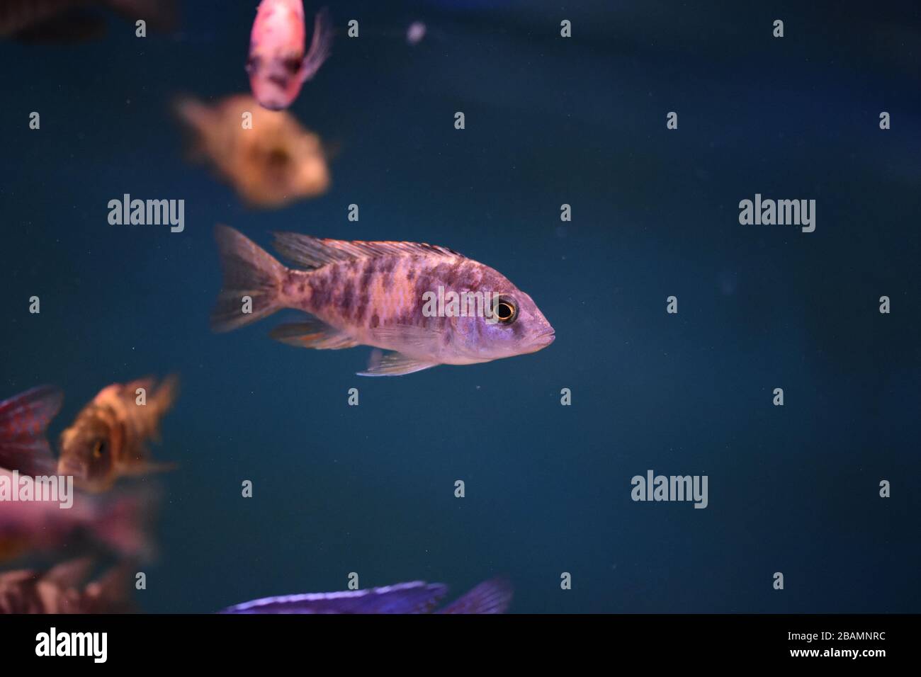 Pesci dell'acquario d'acqua dolce, pesci cichlid endemici del lago africano e fiumi del sud america Foto Stock