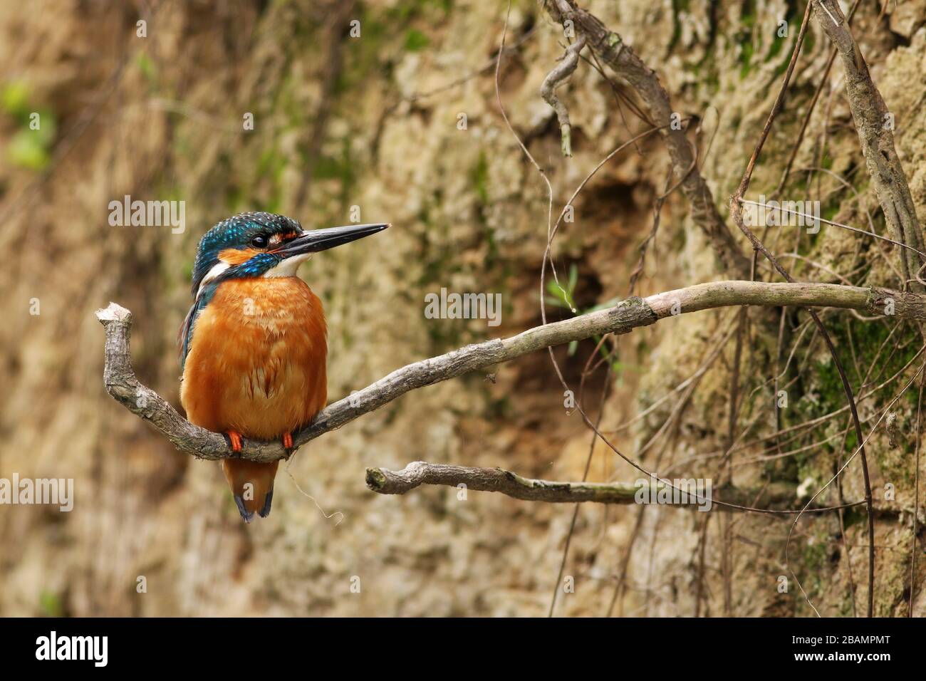 Martin pescatore maschio comune seduto su una radice in riva verticale del fiume Foto Stock