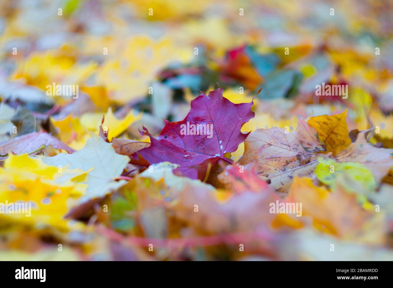 Foglia di acero di borgogna brillante tra le foglie cadute a terra. Foglie cadenti. Sfondo autunno. Messa a fuoco morbida, profondità di campo bassa. Foto Stock