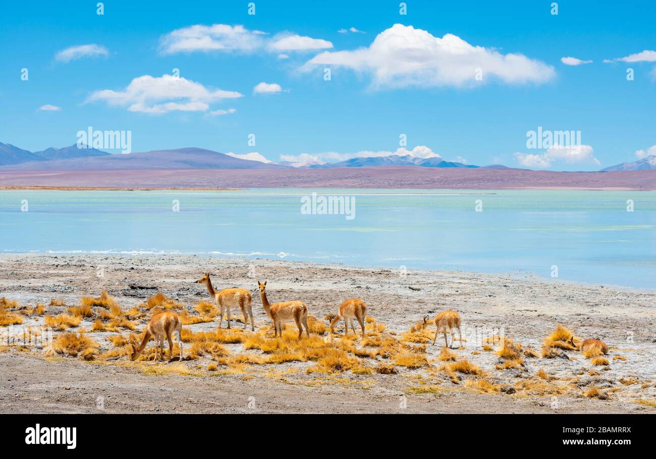 Una mandria di Vicuna dalle acque turchesi della Laguna di Chalviri, deserto di Saline di Uyuni, Bolivia. Foto Stock