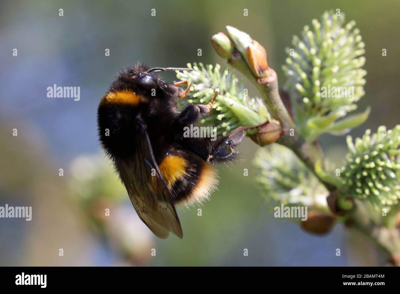 bumblebee che si nutrono di salice di capra (salix caprea) Foto Stock