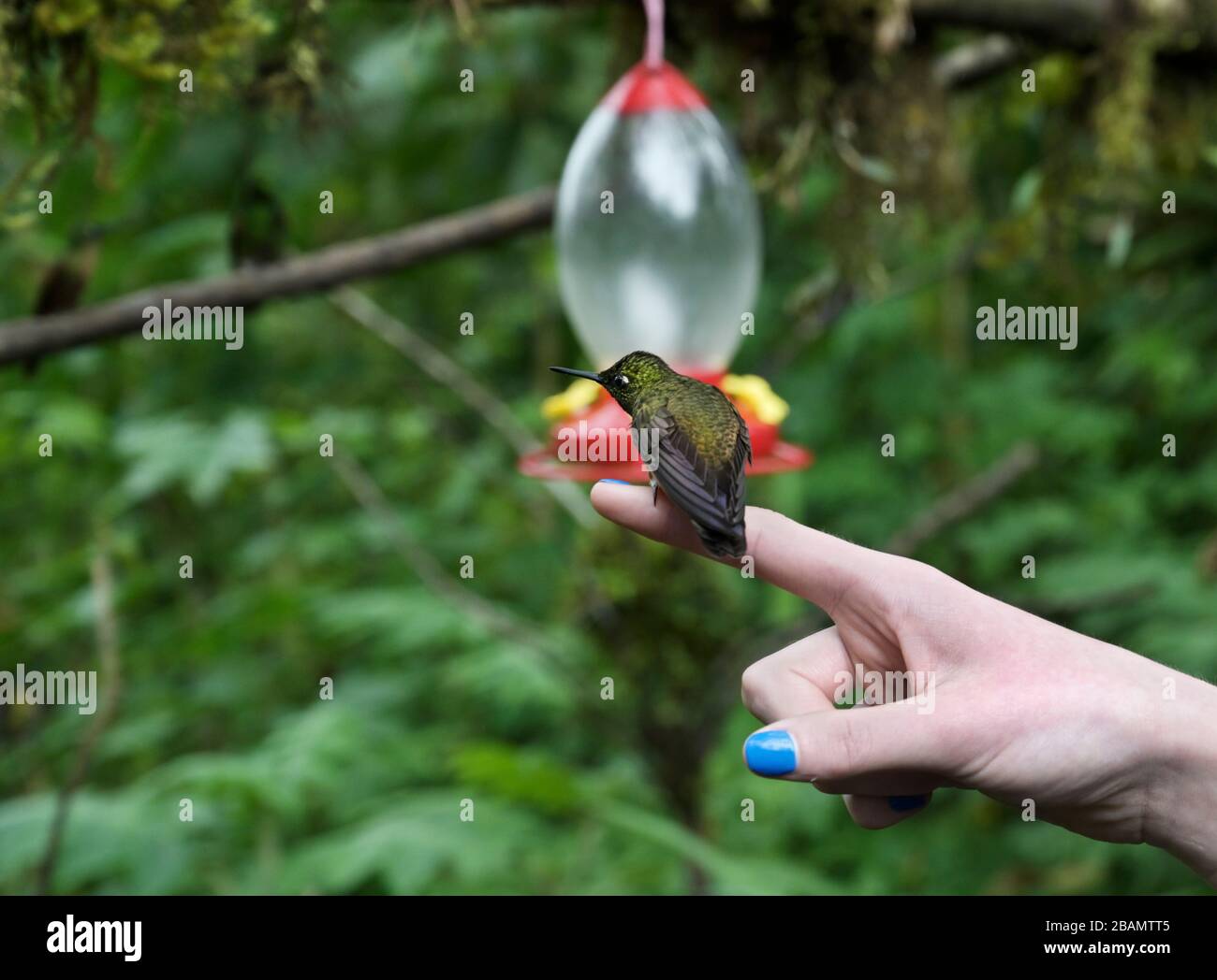 Hummingbird sul dito della ragazza, Ecuador Highlands, Mindo Regione Foto Stock