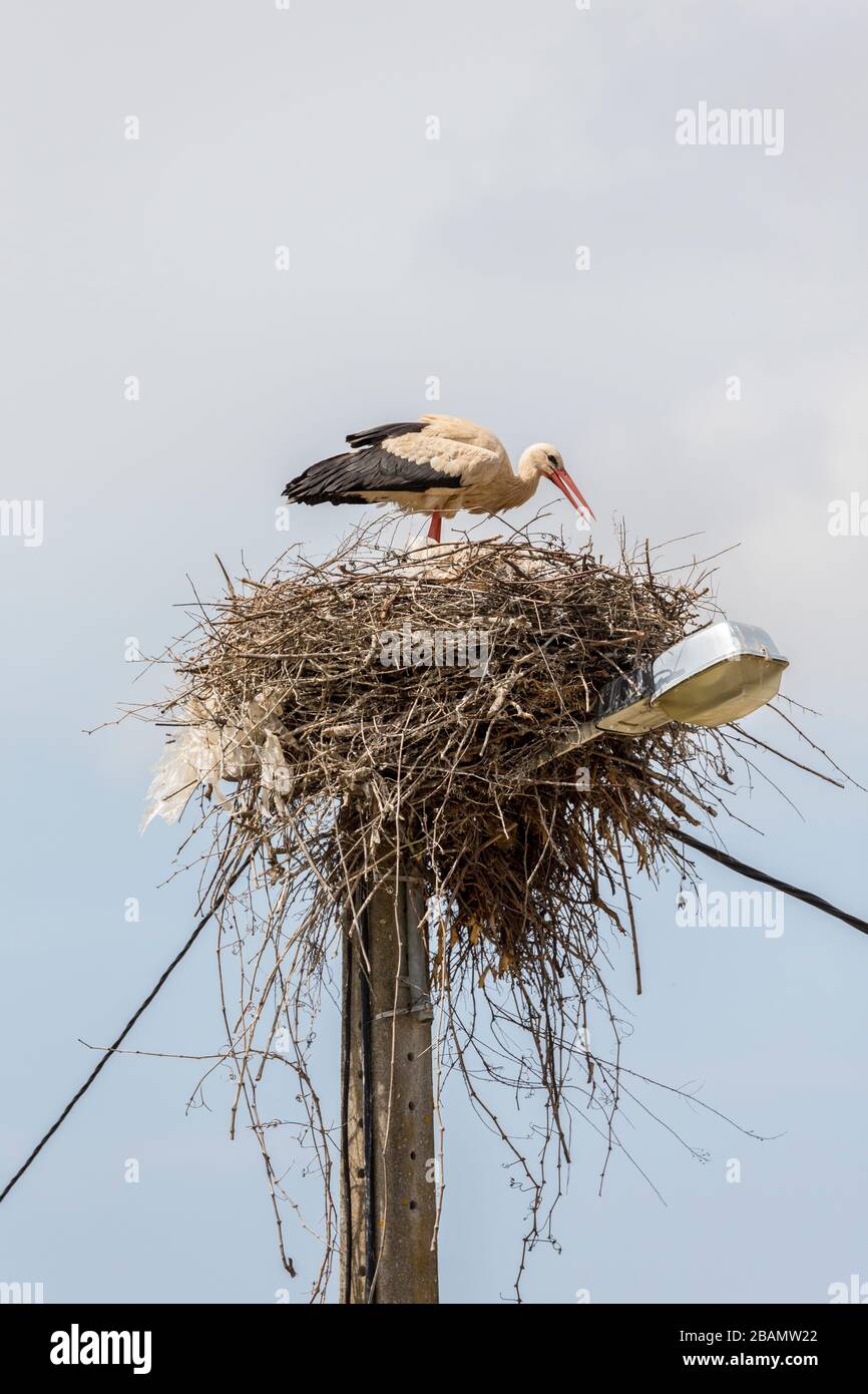 Stork nidificazione su lampione, Caldas de Monchique spa, Algarve, Portogallo Foto Stock