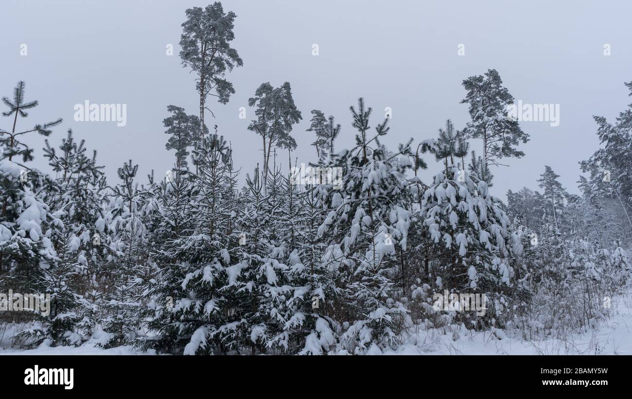 Inverno freddo scena giorno in vecchia foresta di crescita con alberi diversi tutti coperti di neve Foto Stock