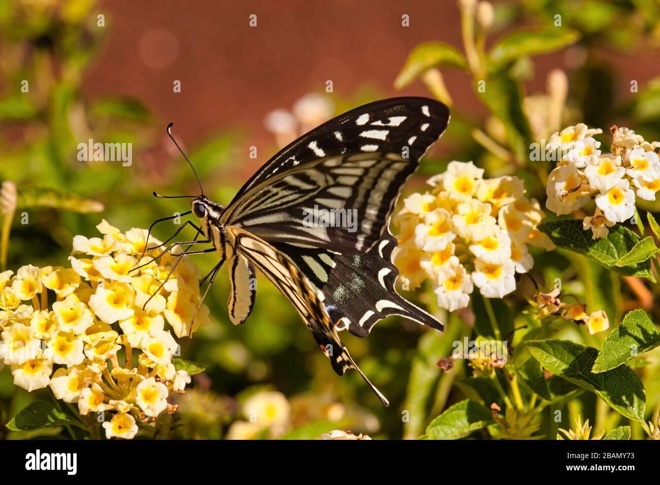 Lone giallo asiatico farfalla swallowtail riposante su un fiore. Foto Stock