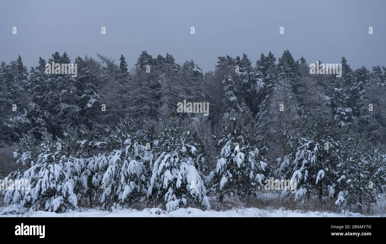 Bella foresta naturale pulita in inverno tutti gli alberi coperti di neve profonda Foto Stock