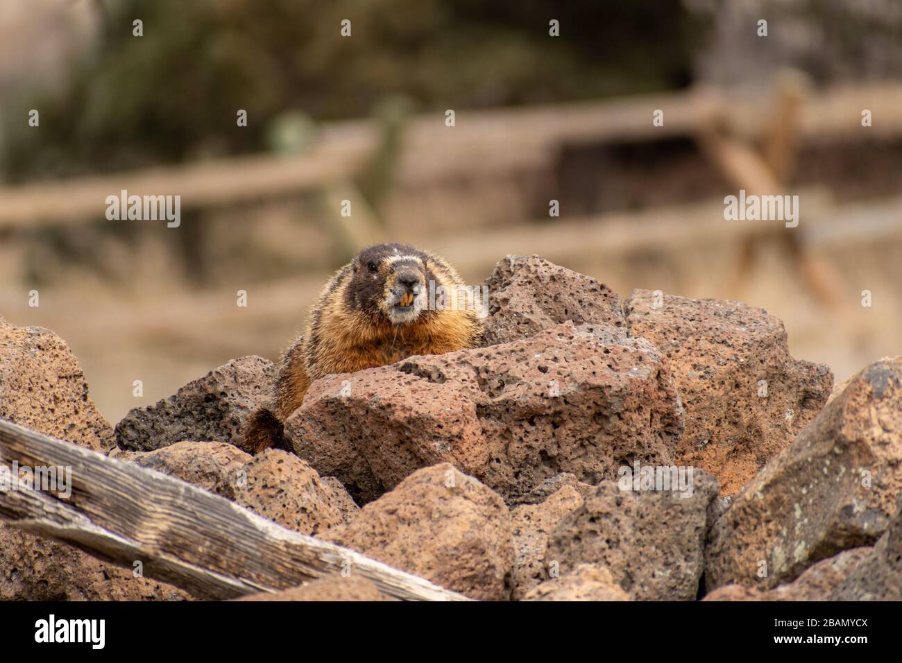 Mandrino di roccia (marmotta dal ventre giallo) poggiato su roccia lavica Foto Stock