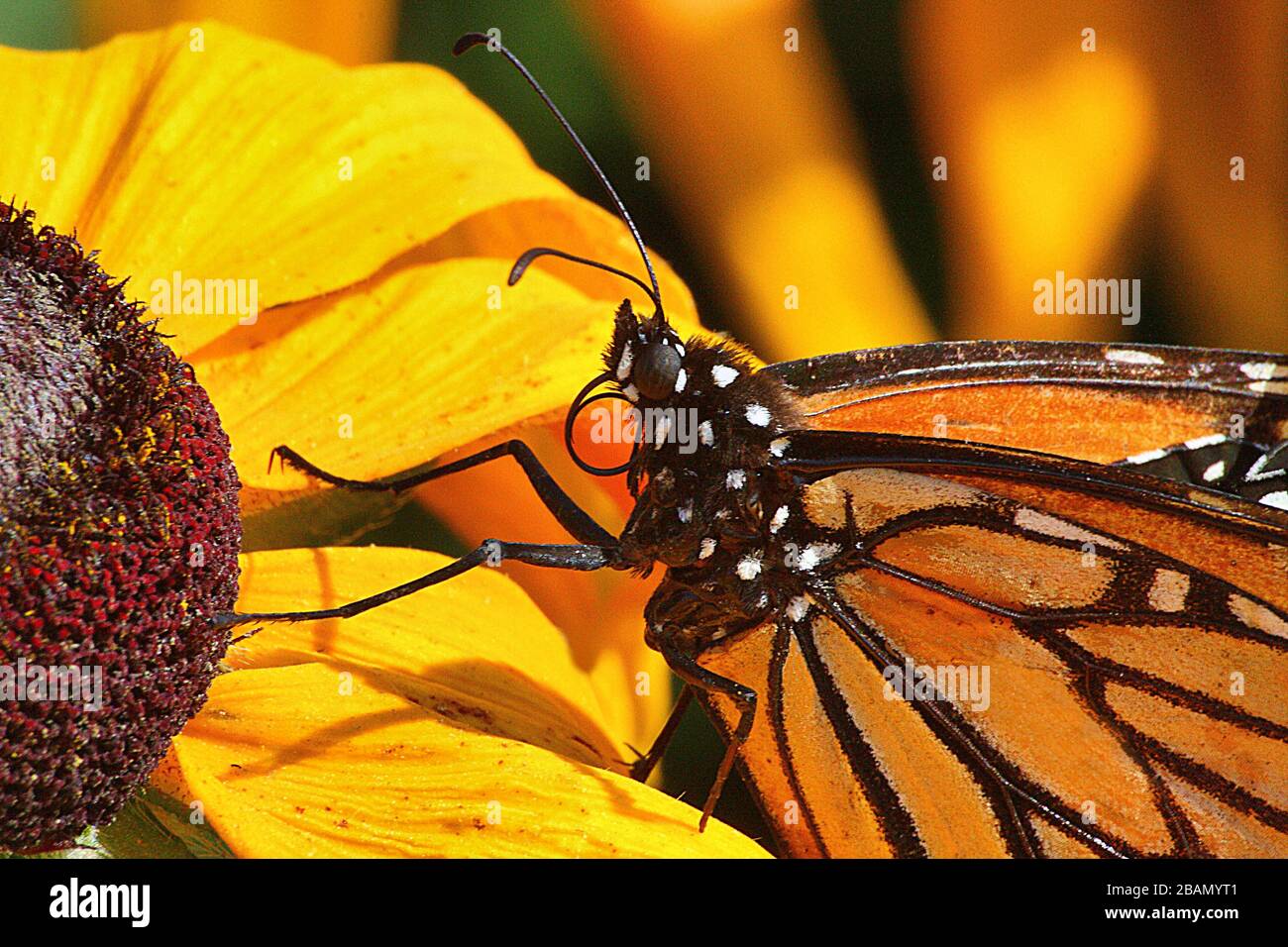 Primo piano di una farfalla monarca poggiata su un fiore giallo brillante. Foto Stock