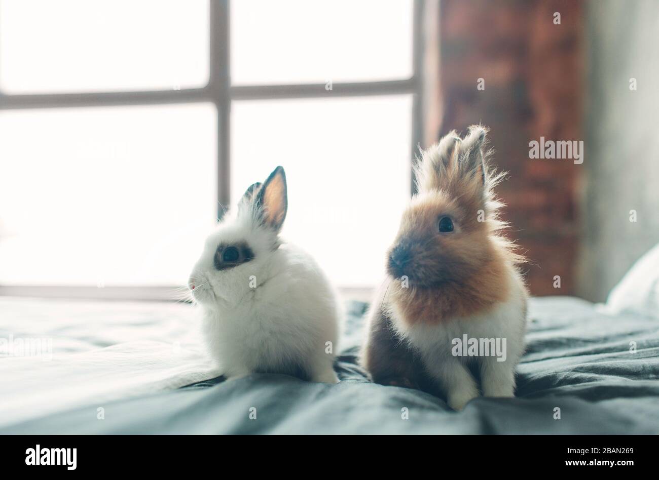 Gruppo di bellezza dolce carino coniglio di Pasqua baby in varietà di colori marrone nero e bianco nella camera sul letto Foto Stock
