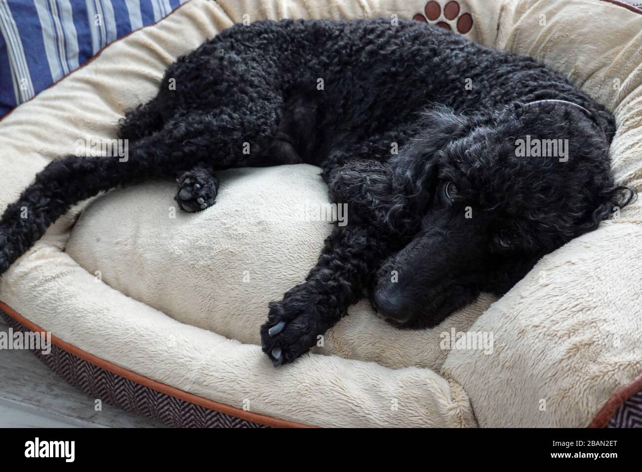 Un poodle nero standard di purebred in una casa che si appende fuori con il relativo umano. Foto Stock