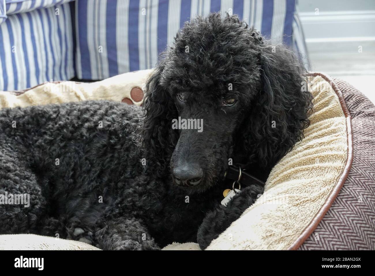 Un poodle nero standard di purebred in una casa che si appende fuori con il relativo umano. Foto Stock