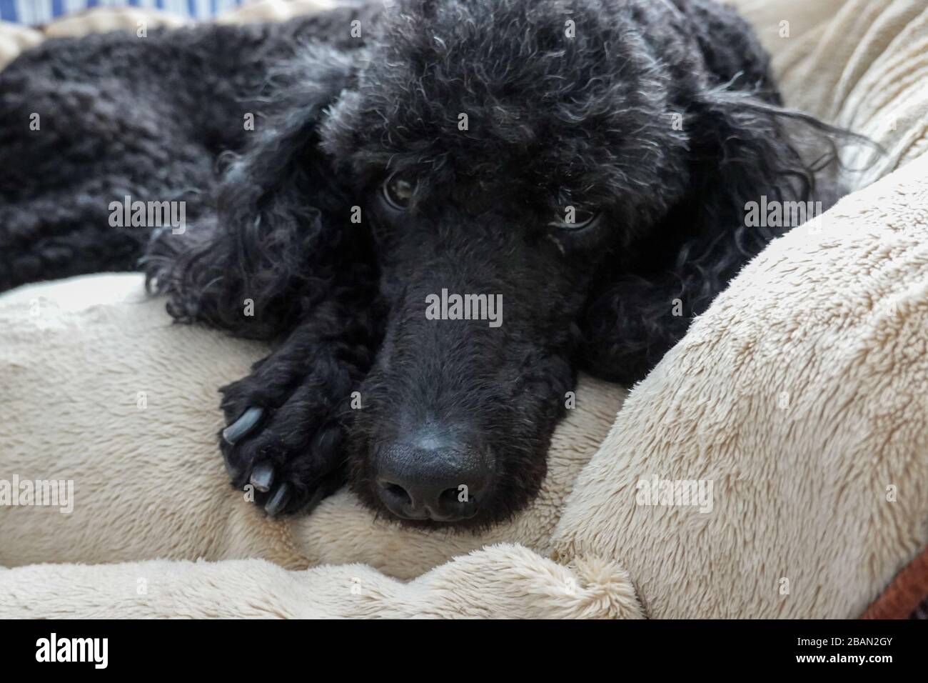 Un poodle nero standard di purebred in una casa che si appende fuori con il relativo umano. Foto Stock
