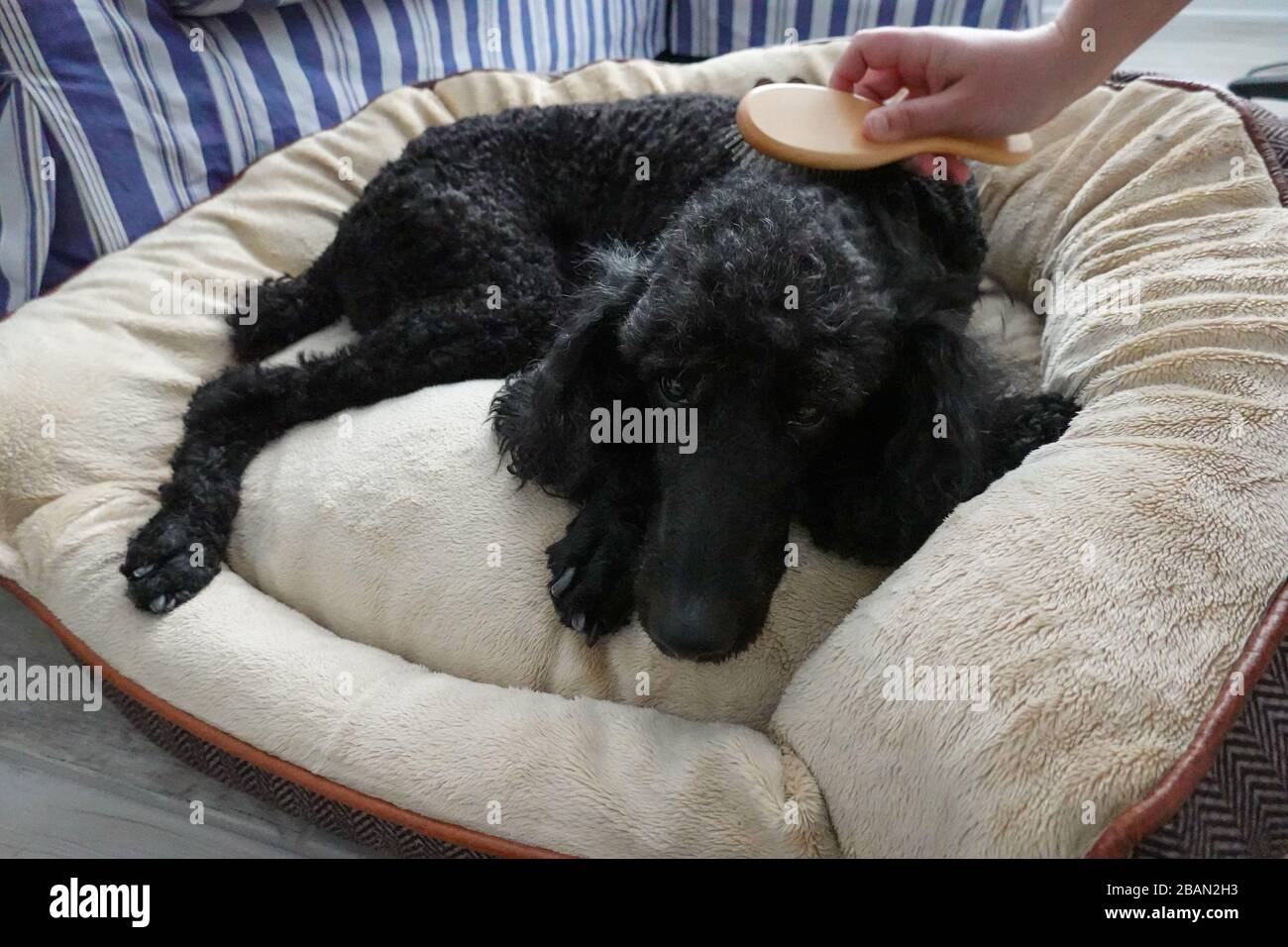 Un poodle nero purebred standard in una casa lasciando il suo pennello umano è pelliccia. Foto Stock
