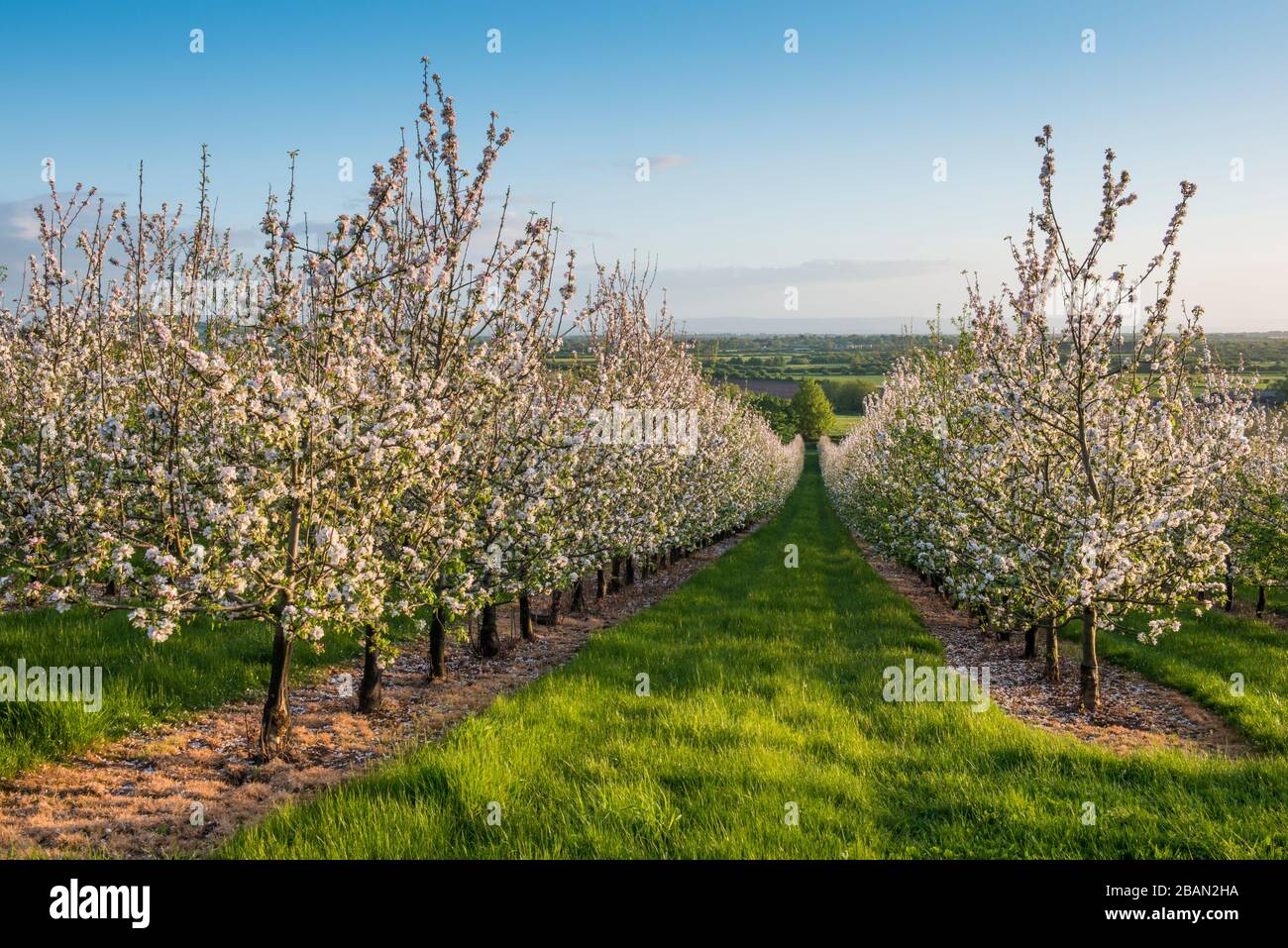 Apple Blossom in Thatchers sidro Orchard a Sandford, 2 maggio, 2018 Foto Stock