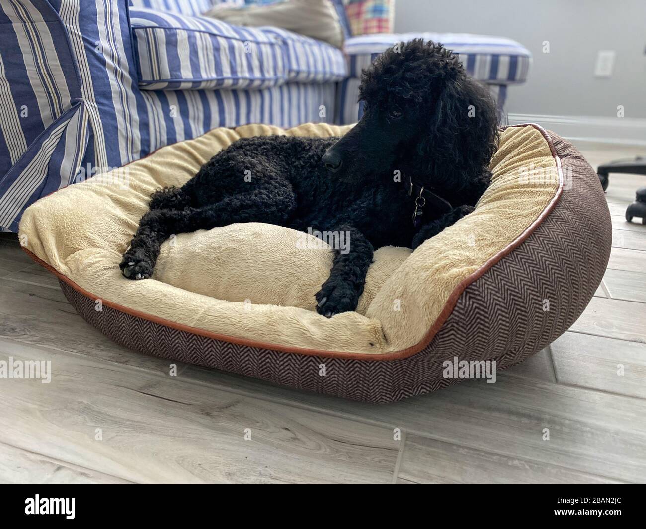 Un poodle nero standard di purebred in una casa che si appende fuori con il relativo umano. Foto Stock