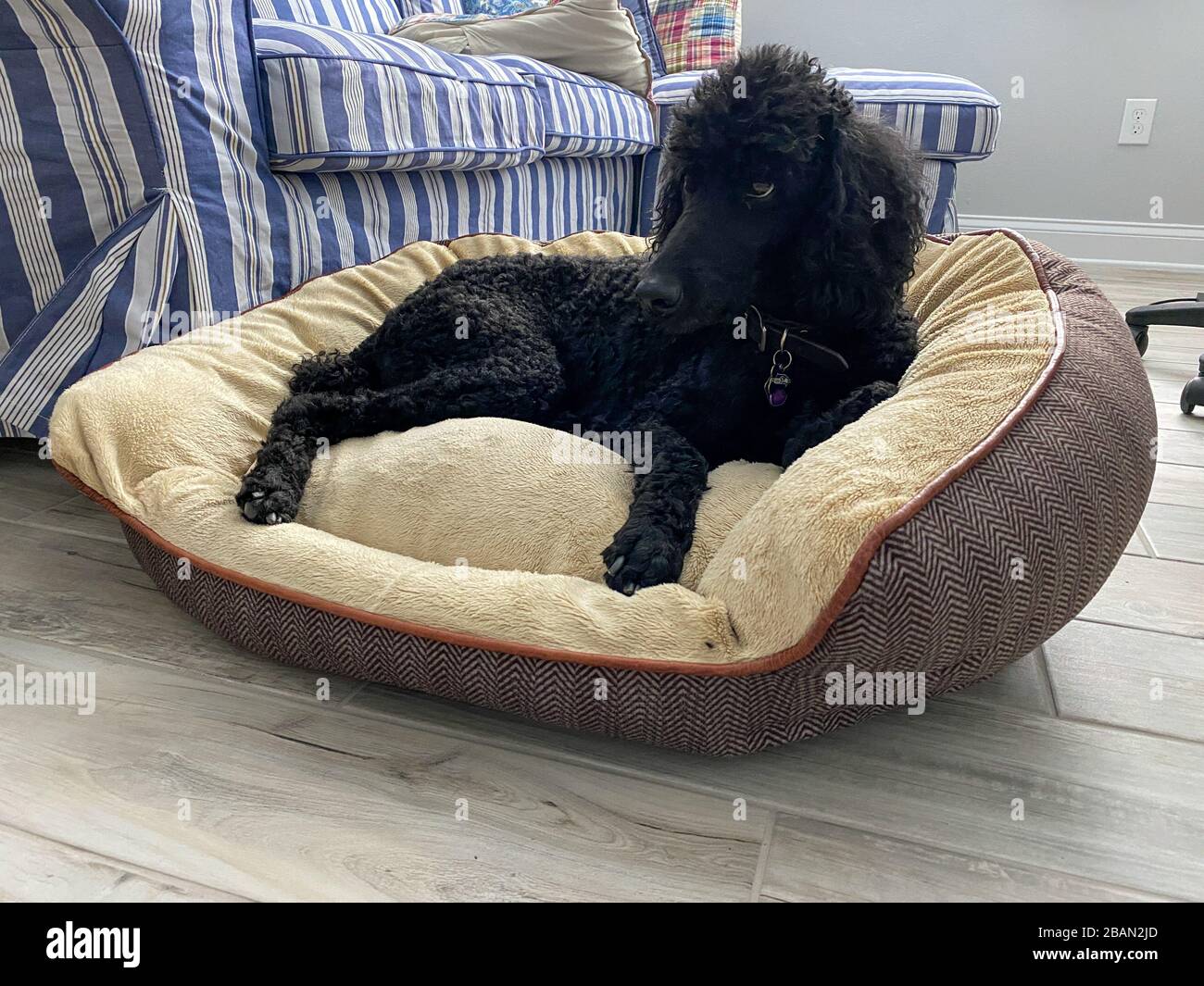 Un poodle nero standard di purebred in una casa che si appende fuori con il relativo umano. Foto Stock