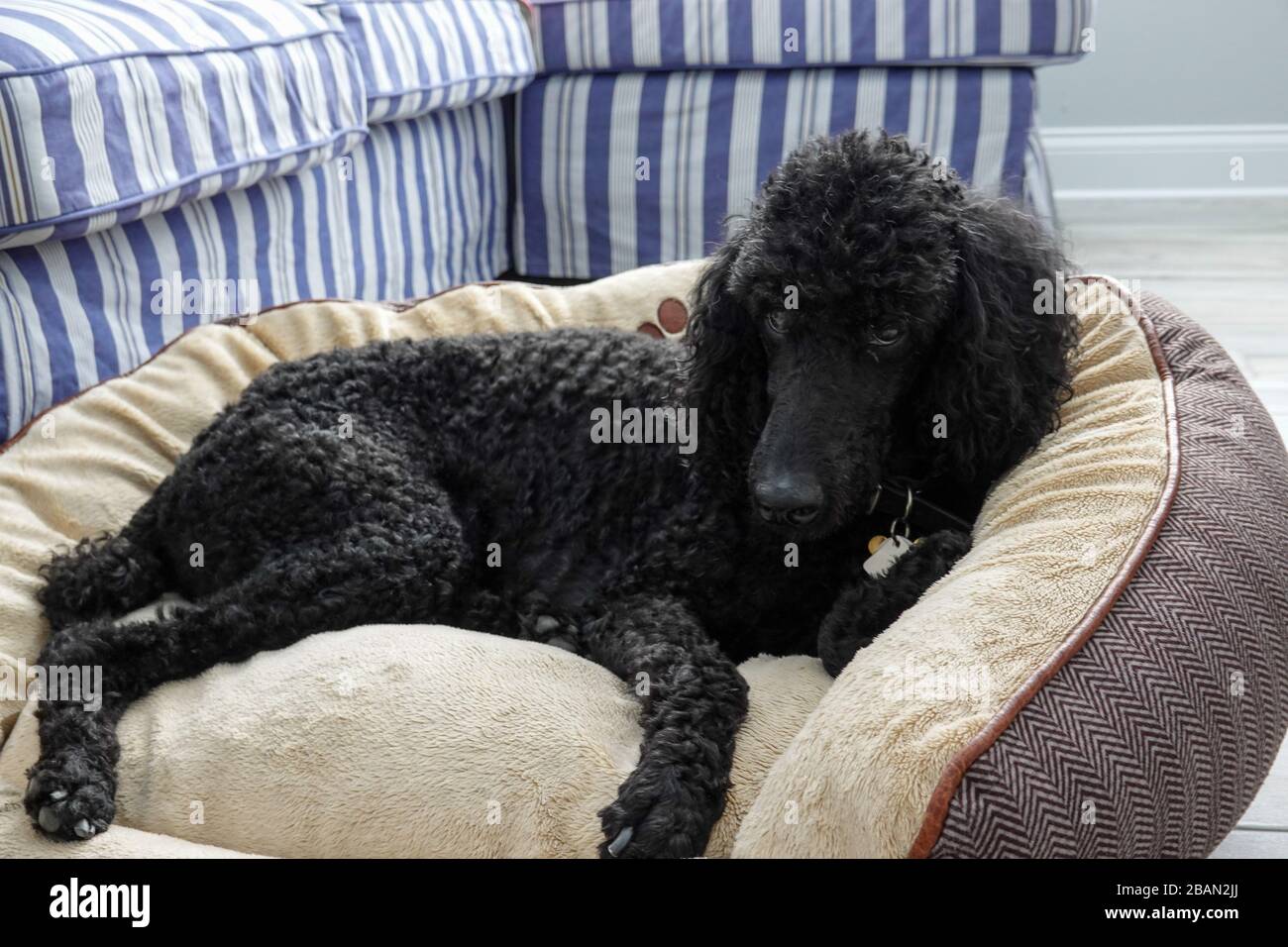 Un poodle nero standard di purebred in una casa che si appende fuori con il relativo umano. Foto Stock