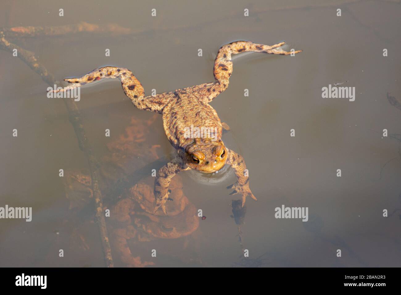 Toad nuotò nell'acqua e si accoppiò sotto di essa, Bufonidae o bufonem emittunt Foto Stock