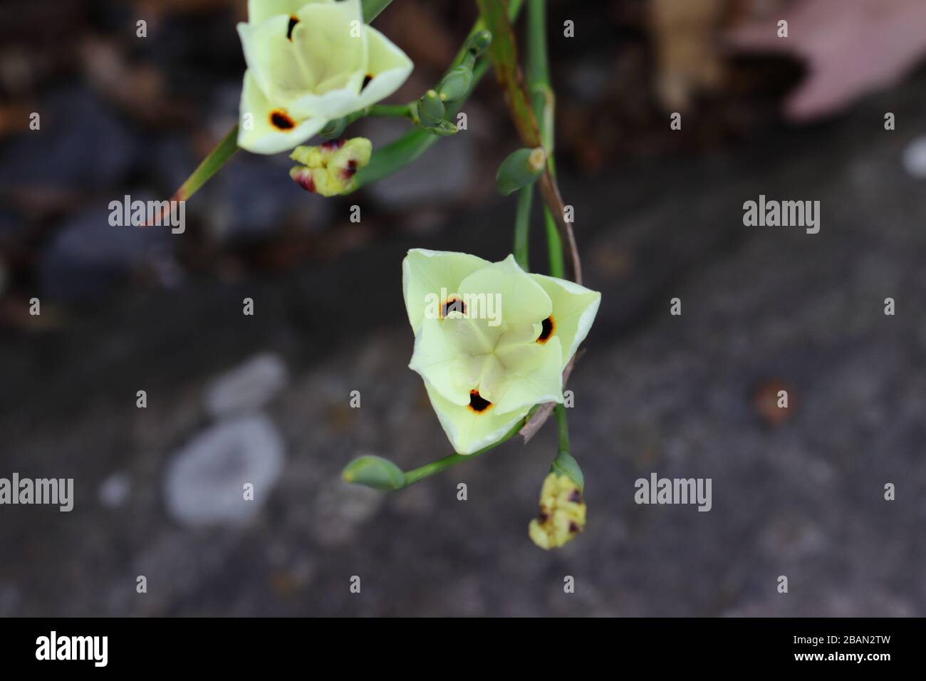 Dietes bicolore (variamente conosciuto come iride africana o giglio di quindici giorni) è una pianta perenne rizomatosa che forma un grassoccio. Foto Stock