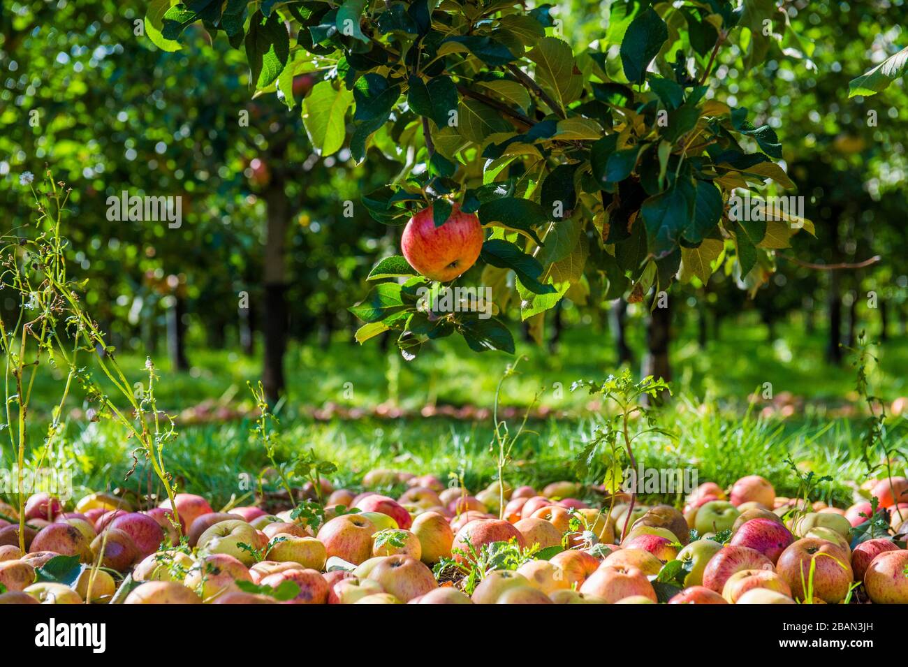 Alberi di mele di sidro, Somerset, Inghilterra Foto Stock