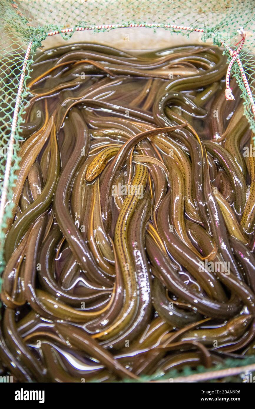 Vendita di anguilla in vendita presso un mercato locale del pesce, Shanghai, Cina Foto Stock
