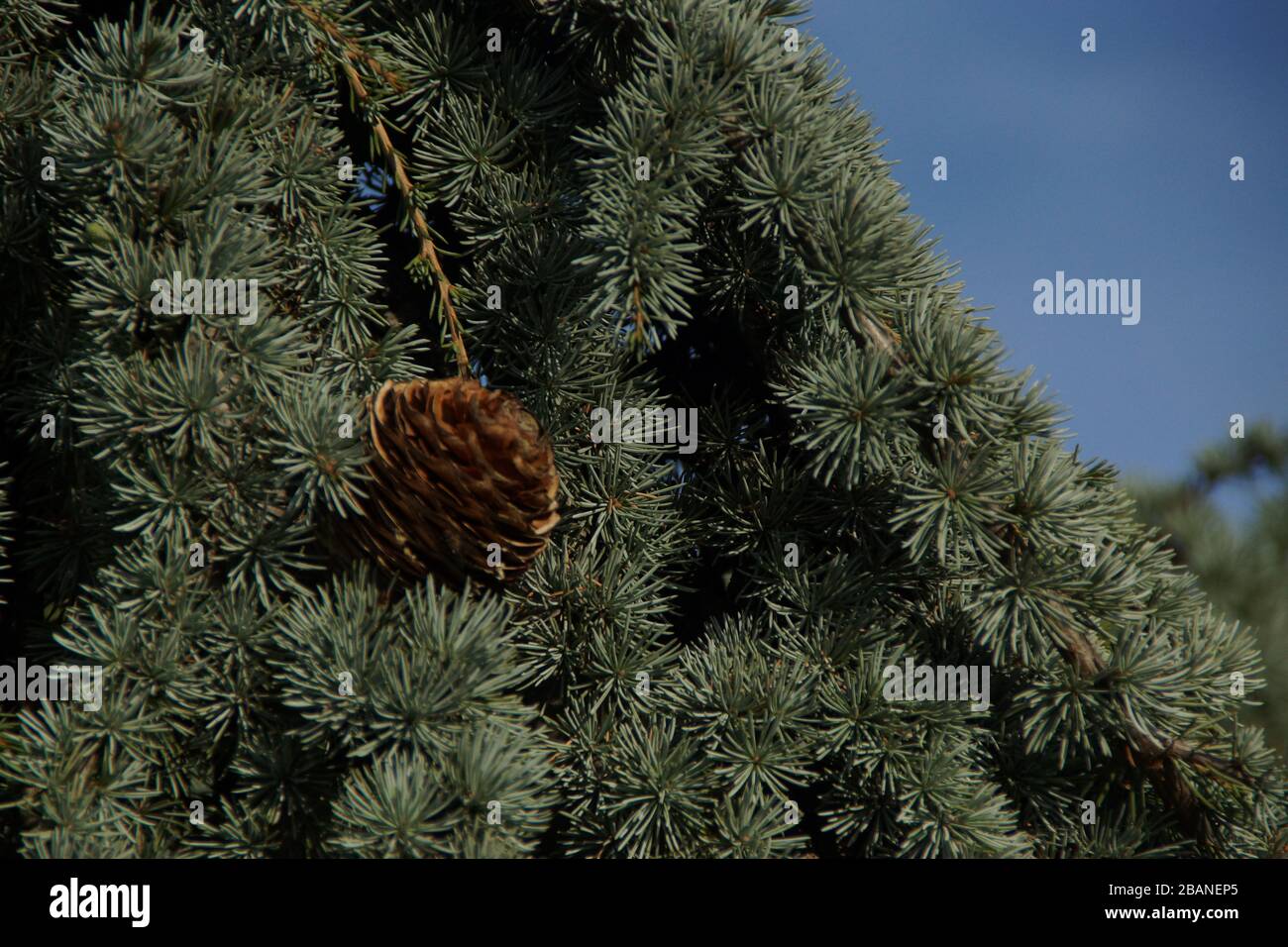 Un cono di pino in un albero Foto Stock