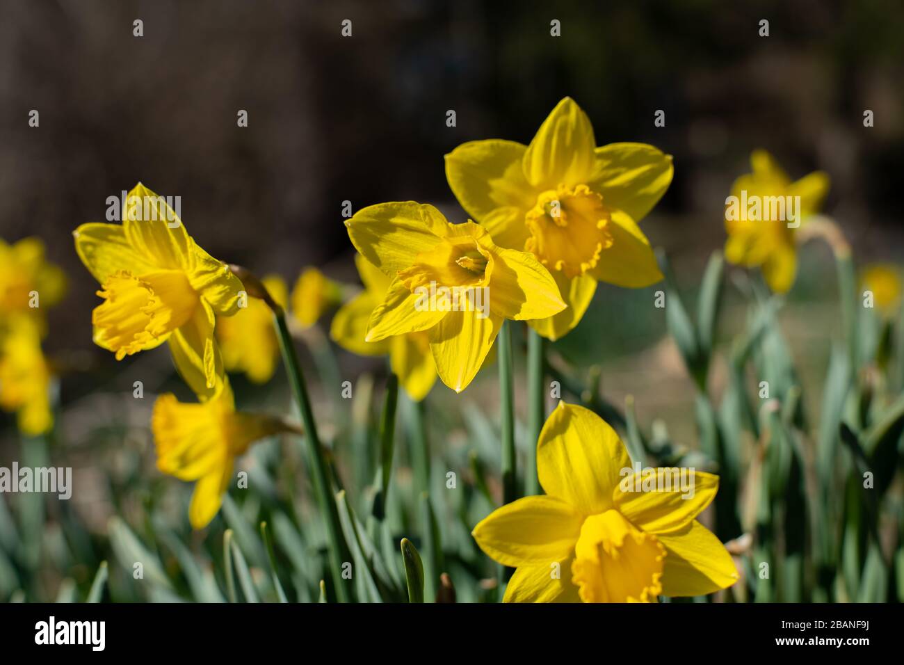 Belle narcisi gialle. Prima primavera fiori Foto Stock