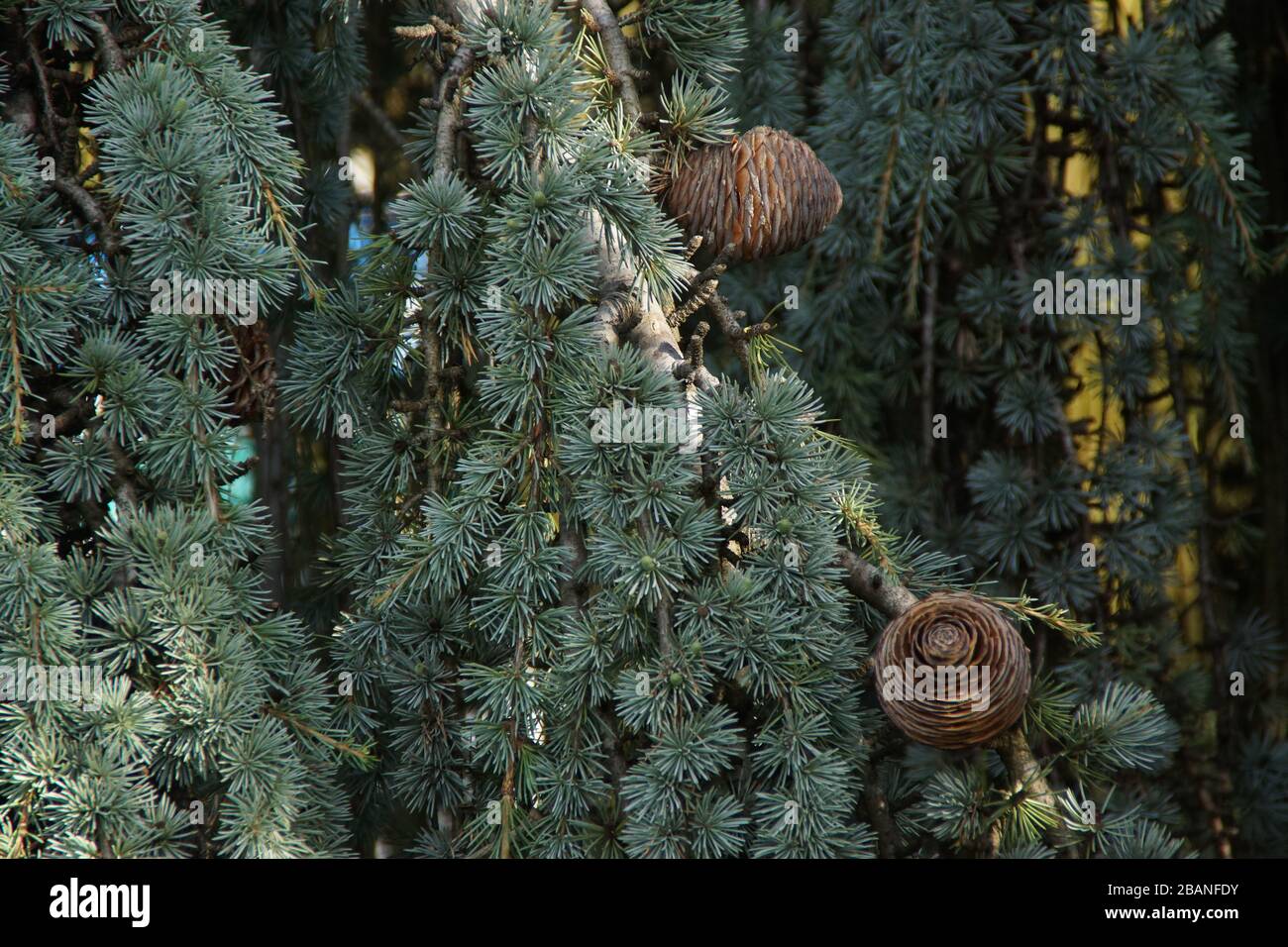 Una chiusura di un albero Foto Stock