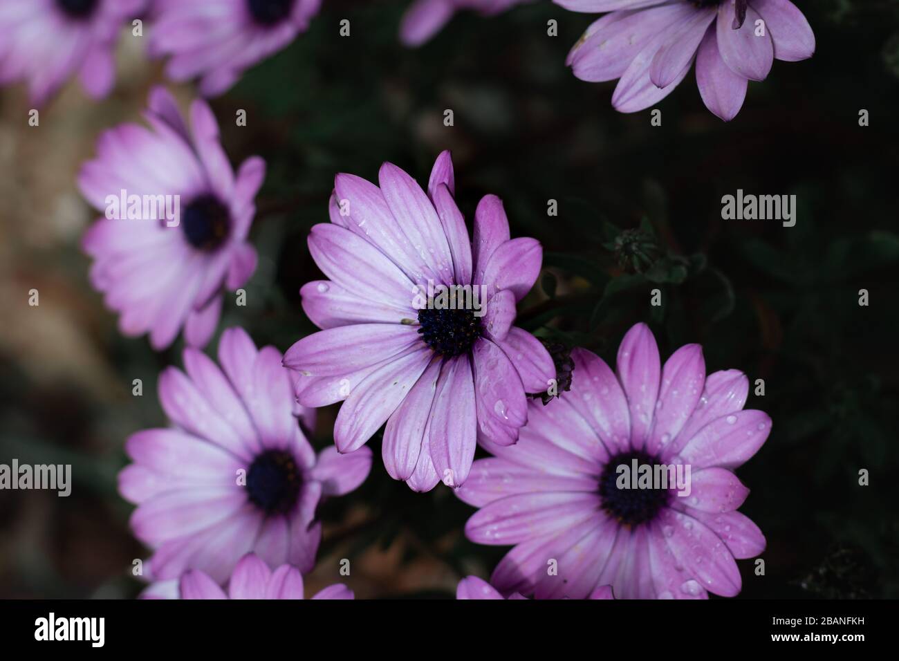 Primo piano di fiori rosa gerbera con petali bagnati sfondo sfocato Foto Stock