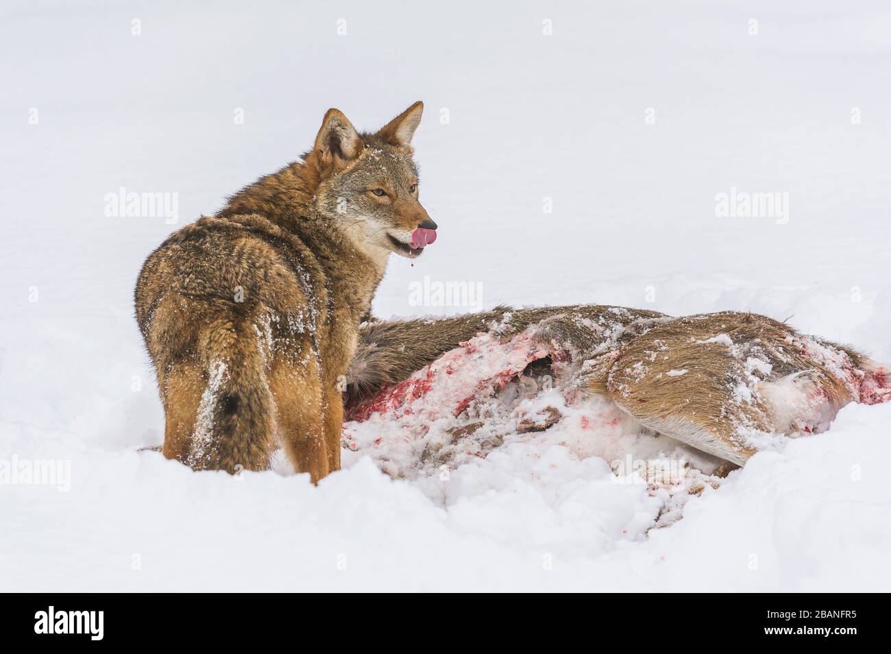 Coyote (Canis latrans) alimentazione su carcassa di cervo con coda bianca, MN, USA, di Dominique Braud/Dembinsky Photo Assoc Foto Stock