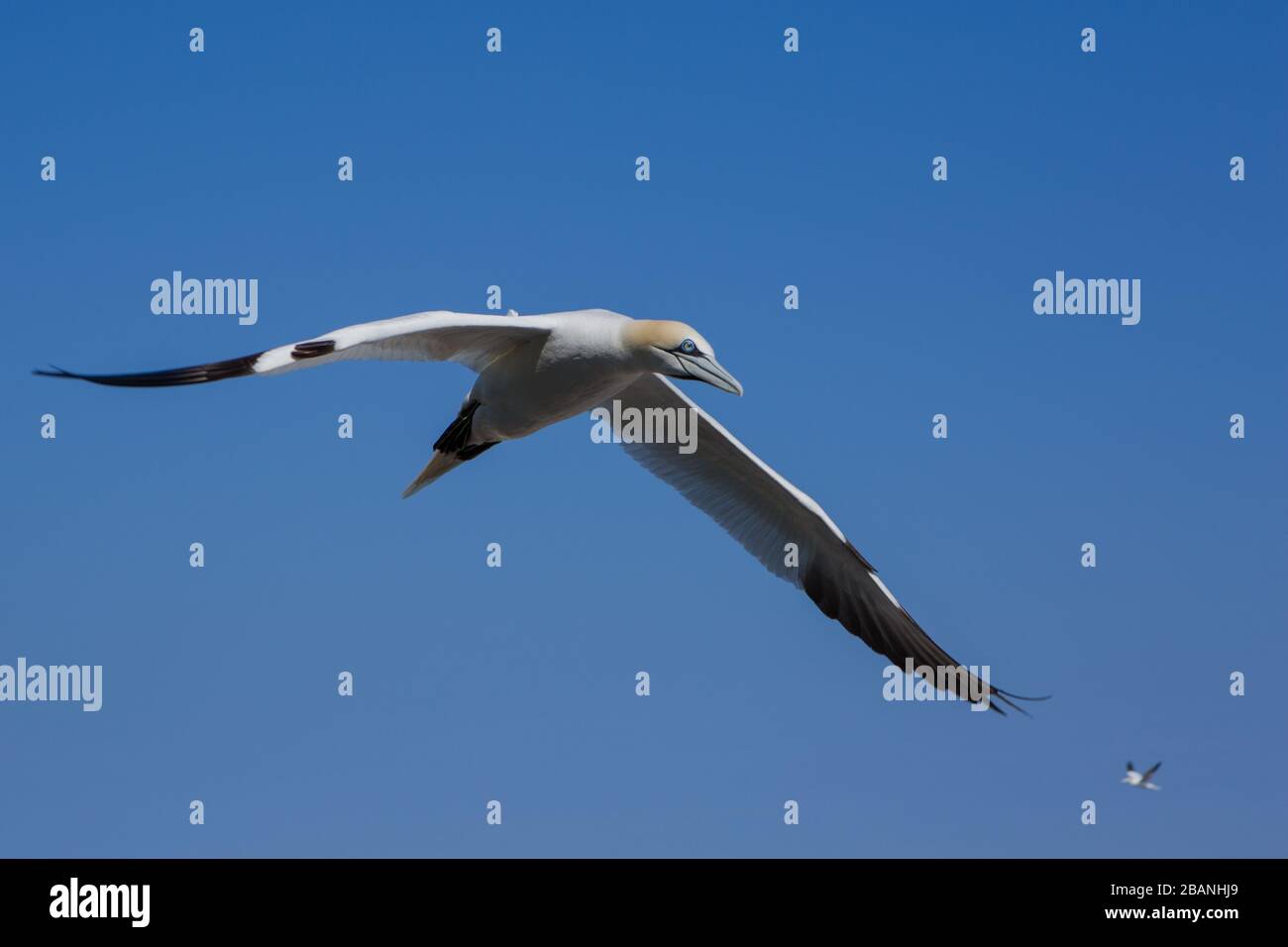 Gannets colonia su Bonaventure isola vicino Peré, Gaspesie (QC), Agosto 2013 (Photo : Sebastien Lavallee) Foto Stock