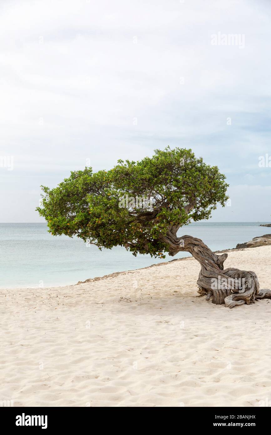 Divi Divi Tree su Eagle Beach ad Aruba Foto Stock